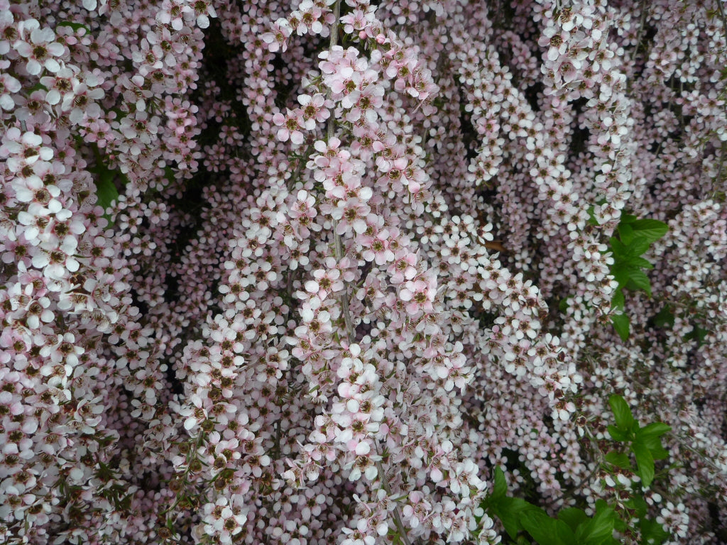 Leptospermum ‘Pink Cascade’ (Pink Cascade Tea Tree)