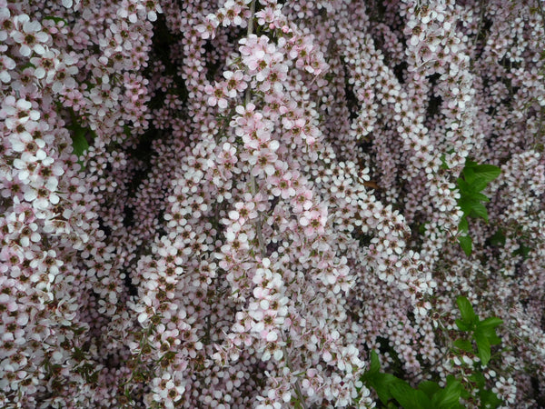 Pink Cascade Tea Tree – Cascading Pink Flowers & Hardy Growth | Nursery ...