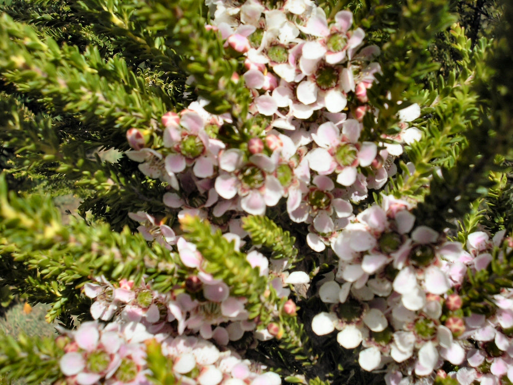 Leptospermum Liversidgei ‘Mozzie Blocker’ (Mozzie Blocker Tea Tree)
