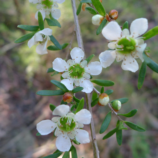 Leptospermum polygalifolium (Tropical Tea Tree)