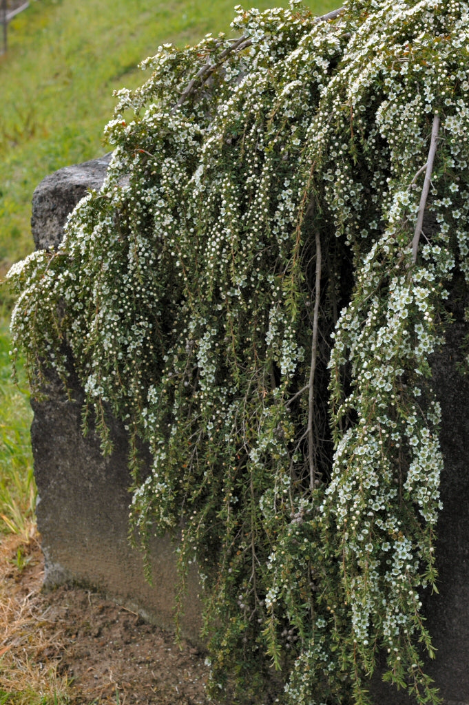 Leptospermum polygalifolium (New Zealand Tea Plant)