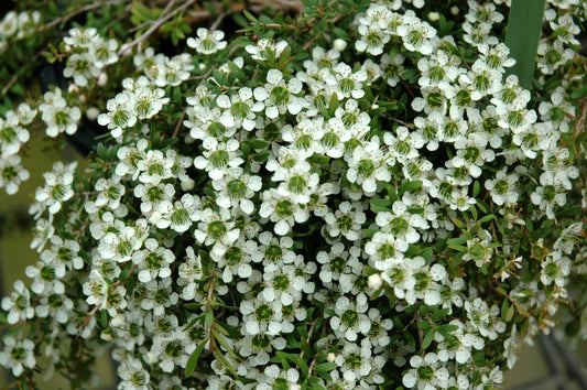Leptospermum polygalifolium (New Zealand Tea Plant)