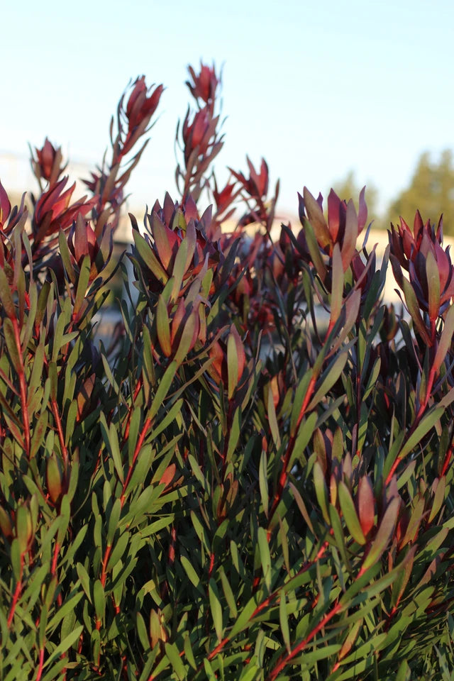 Leucadendron ‘Safari Sunset’ – Safari Sunset Cone Bush