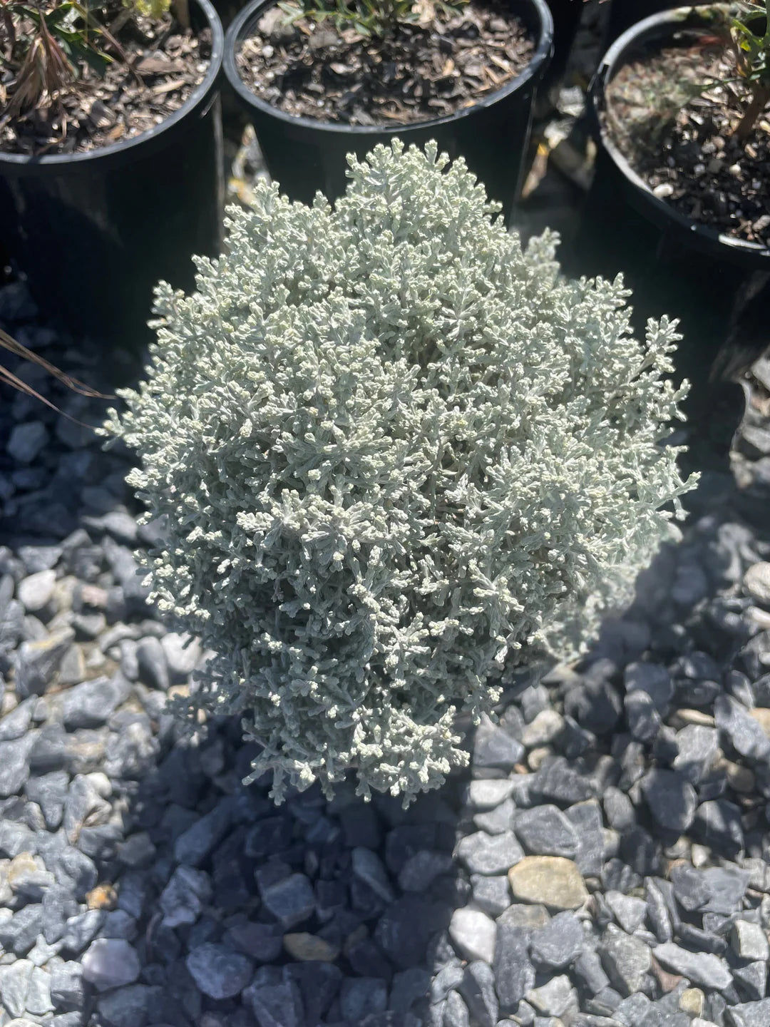 Leucophyta Brownii ‘Silver Nugget’ (Dwarf Cushion Bush)