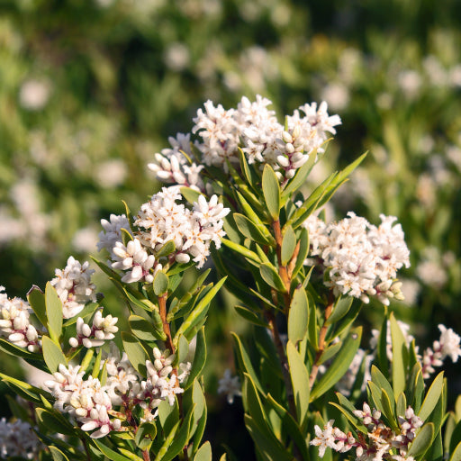 Leucopogon parviflorus (Coast Beard-heath)