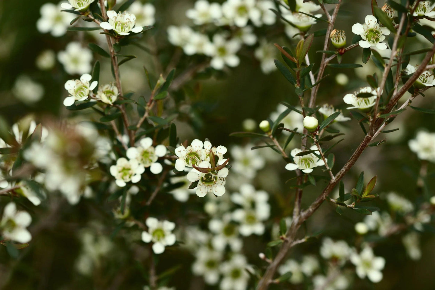 Leptospermum polygalifolium (Tropical Tea Tree)