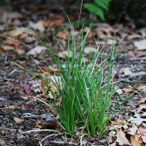 Libertia paniculata (Libertia)