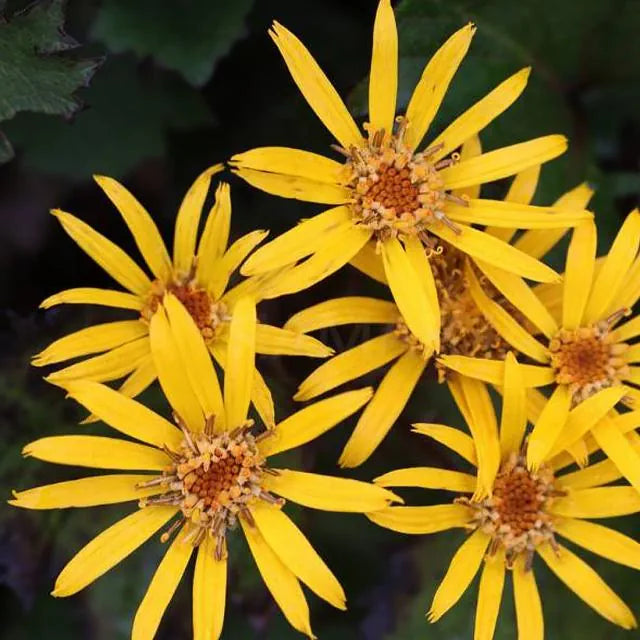 Ligularia dentata ‘Little Golden Ray’