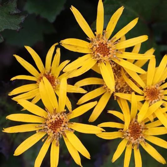 Ligularia dentata ‘Little Golden Ray’