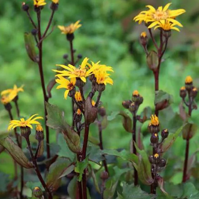 Ligularia dentata ‘Little Golden Ray’