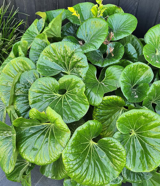 Ligularia Reniformis (Tractor Seat Plant)