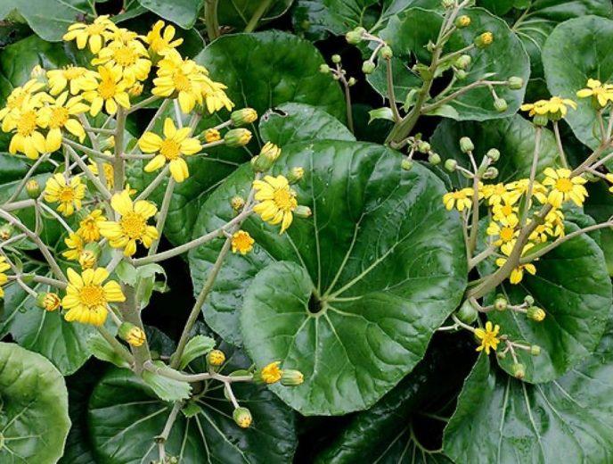 Ligularia Reniformis (Tractor Seat Plant)