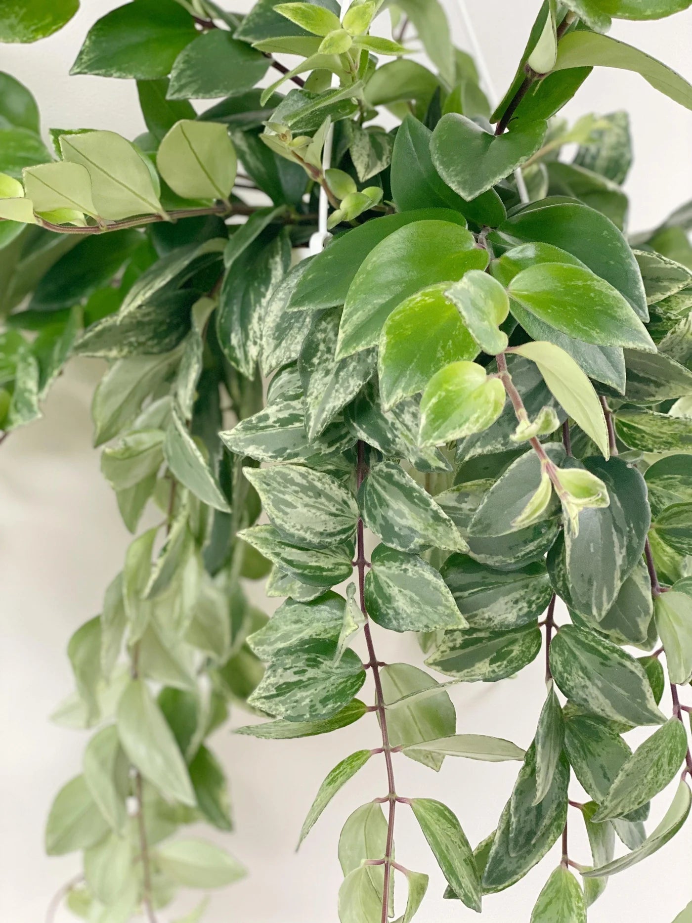 Aeschynanthus Radicans 'Variegata' (Variegated Lipstick Plant)