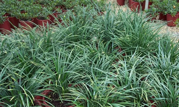 Liriope Muscari 'Elmarco' (Lilyturf)