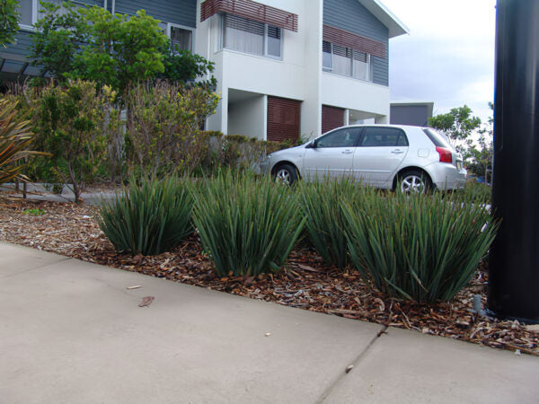 Dianella Revoluta ‘DR5000’ (Little Rev™ Flax Lily)
