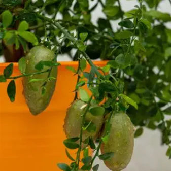 Citrus australasica ‘Little Ruby’ (Finger Lime)