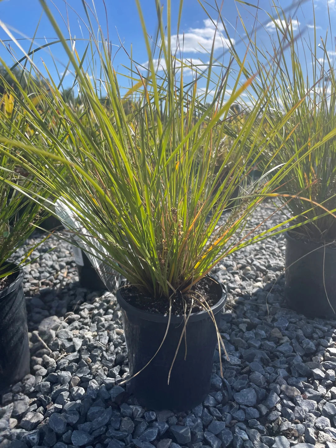 Lomandra longifolia ‘Verday’ (Mat Rush – Tissue Culture)