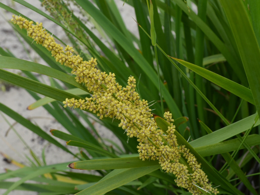 Lomandra longifolia (Mat Rush)