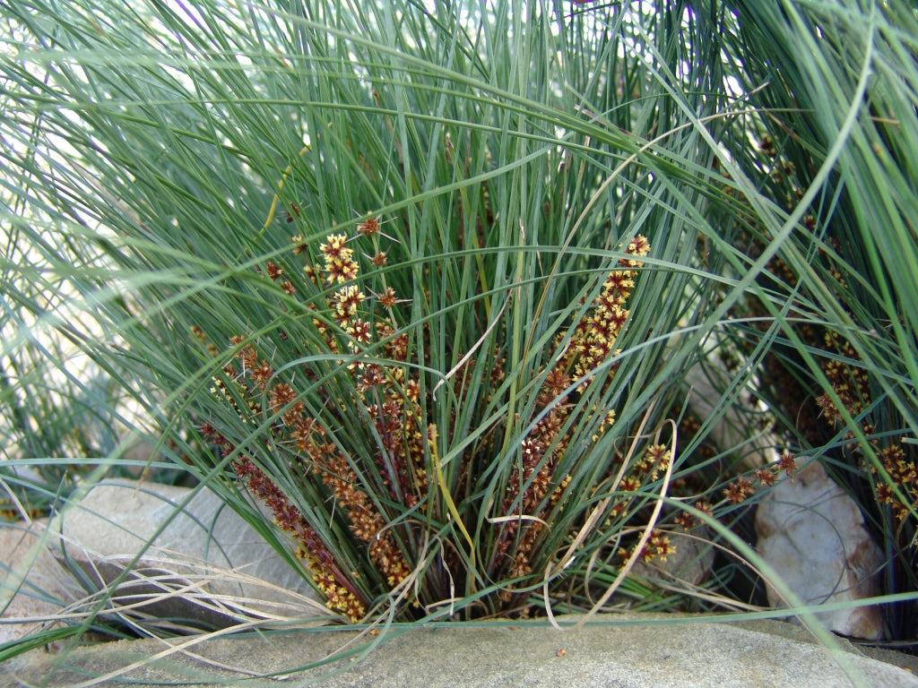 Lomandra Confertifolia ‘SIR5’ (Wingarra®)