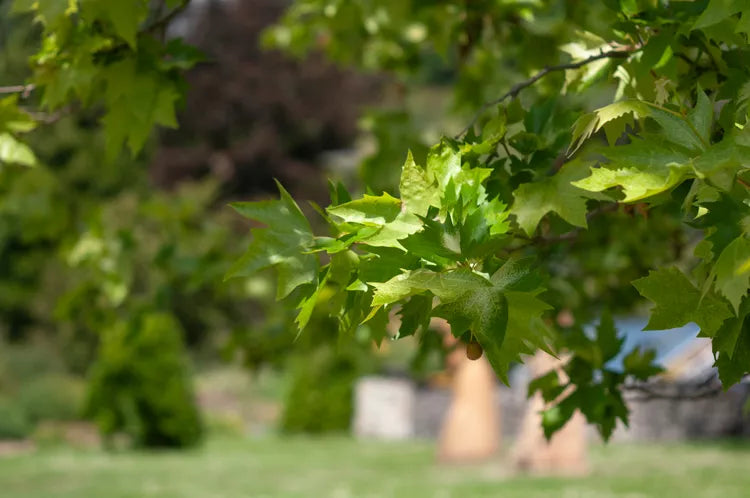 Platanus × acerifolia (London Plane Tree)