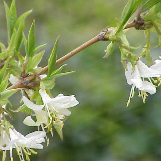 Lonicera × fragrantissima (Winter Honeysuckle)