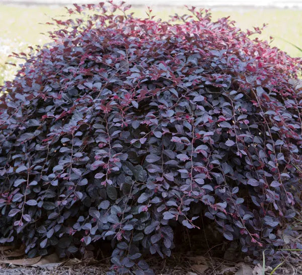 Loropetalum Chinense 'Peack' Purple Pixie™ (Purple Pixie™ Loropetalum)