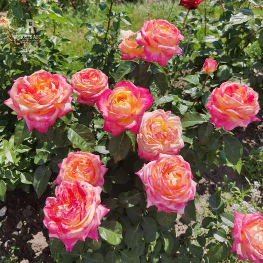 Rosa ‘Bright Spirit’ (Rose)