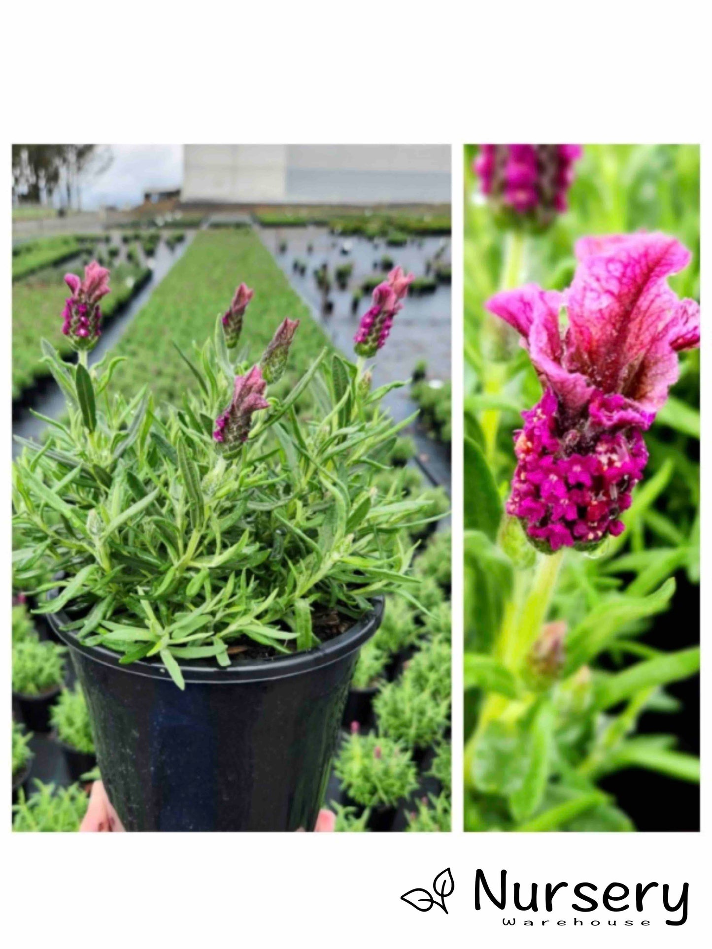 Lavandula Loveheart (Lavender - Loveheart)
