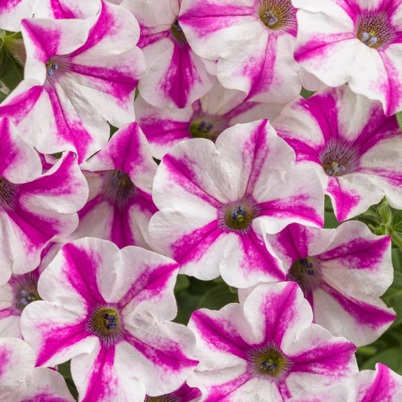 Petunia ‘Supertunia Lovie Dovie’ (Lovie Dovie Petunia)