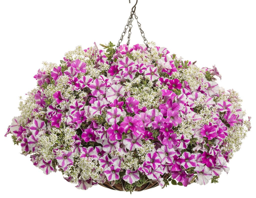 Petunia ‘Supertunia Lovie Dovie’ (Lovie Dovie Petunia)