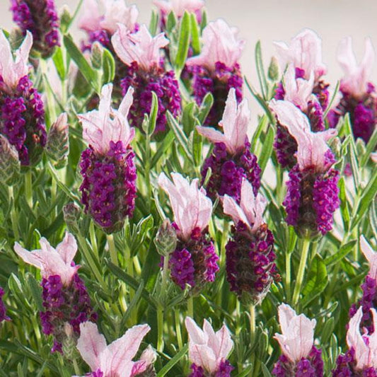 Lavandula Stoechas ‘Bella Pink’ (Bella Pink Lavender)