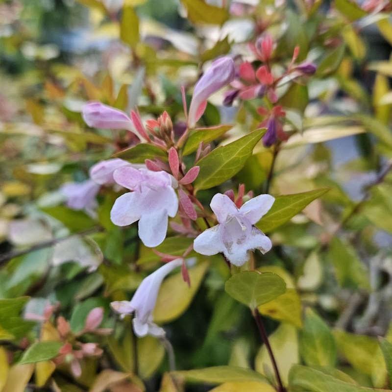 Abelia × Grandiflora ‘Francis Mason’ (Golden Abelia)
