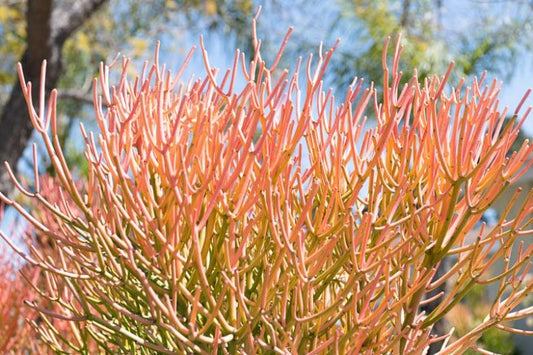 Euphorbia Tirucalli (Sticks-On-Fire | Firesticks)