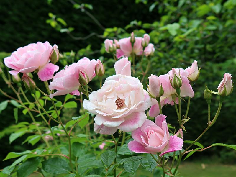 Rosa 'Blushing Pink Iceberg' Mini Standard (Floribunda Rose)