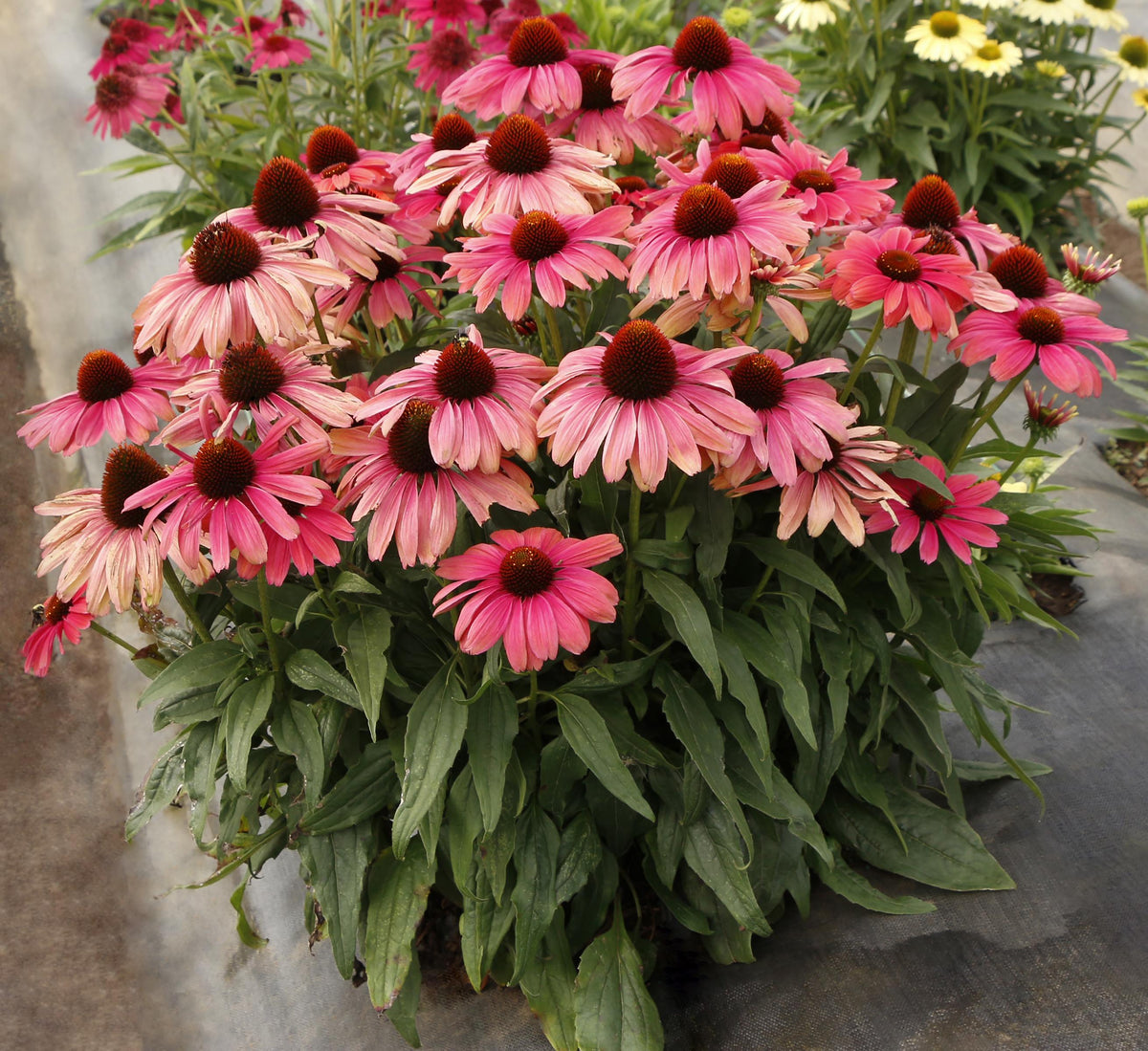 Echinacea Purpurea 'Revelation Coral' (Revelation Coral Coneflower)