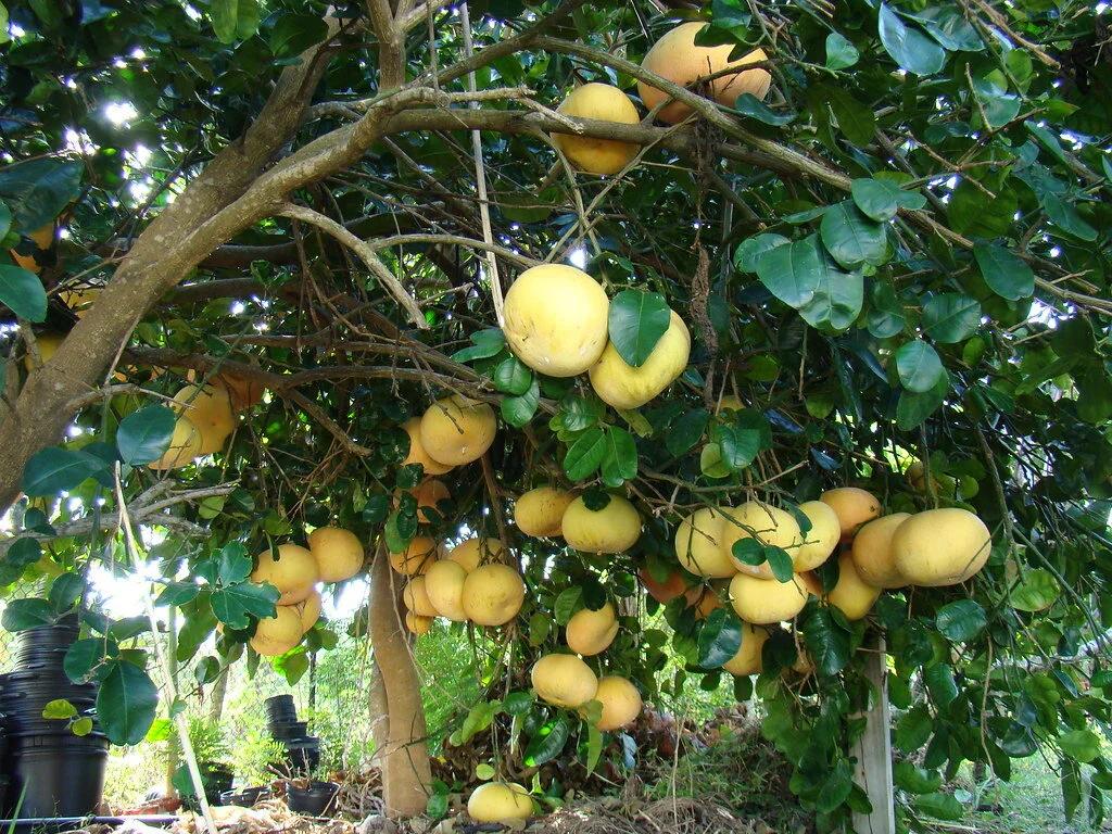 Citrus Maxima (Pummelo) Grafted