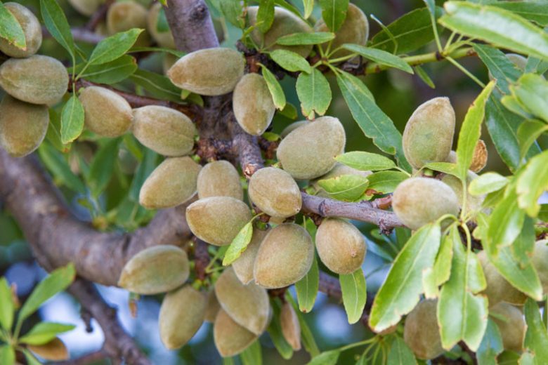 Prunus dulcis ‘Pollardii’ (Pollardii Almond)
