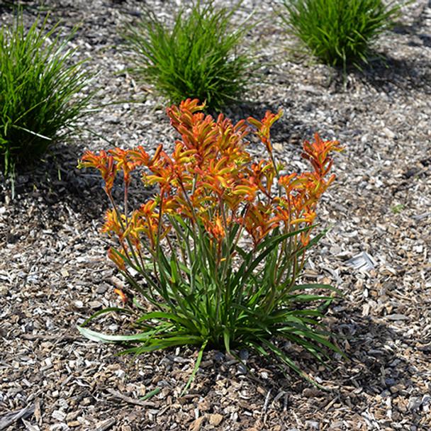 Anigozanthos Flavidus (Kangaroo Paw Glow)