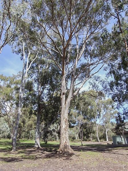 Eucalyptus Punctata (Grey Gum)