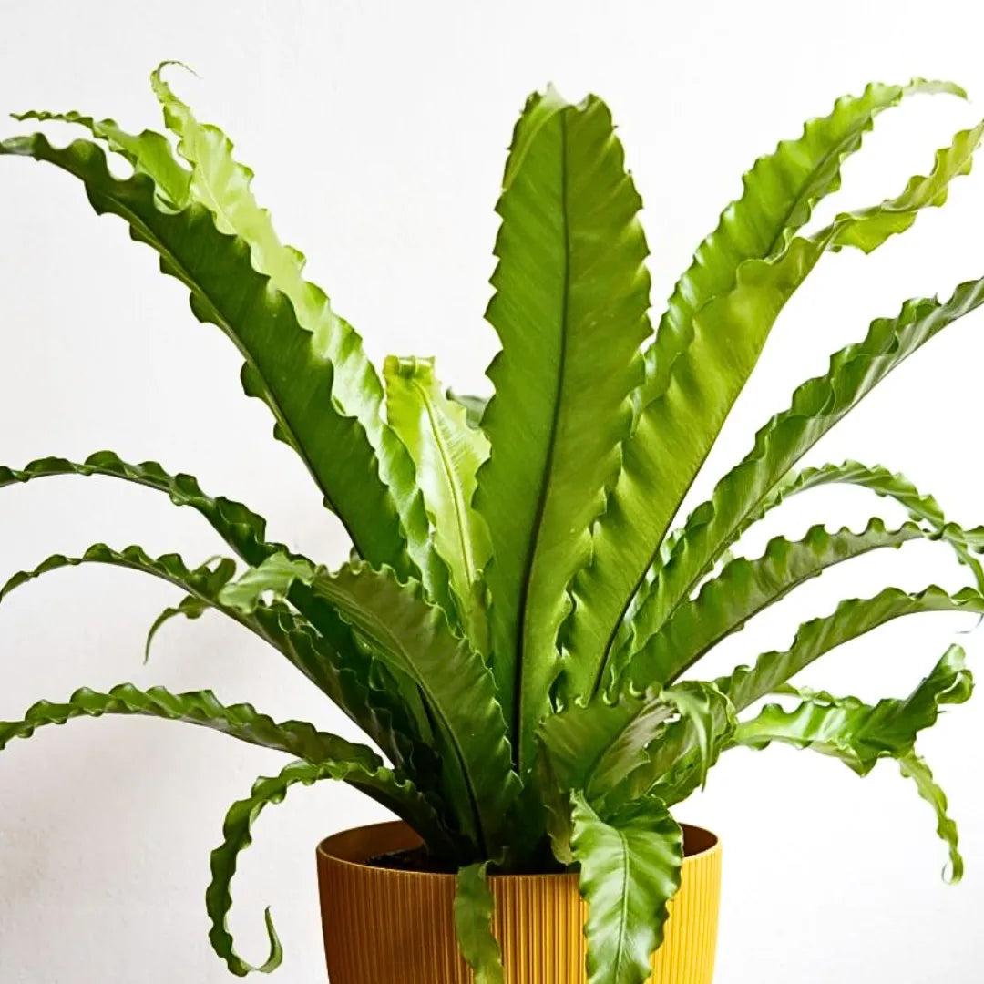 Asplenium Antiquum ‘Victoria’ (Crested Japanese Bird’s Nest Fern)