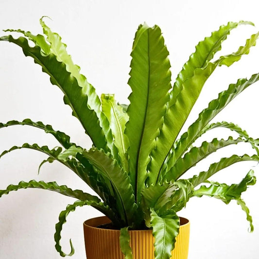 Asplenium Antiquum ‘Victoria’ (Crested Japanese Bird’s Nest Fern)