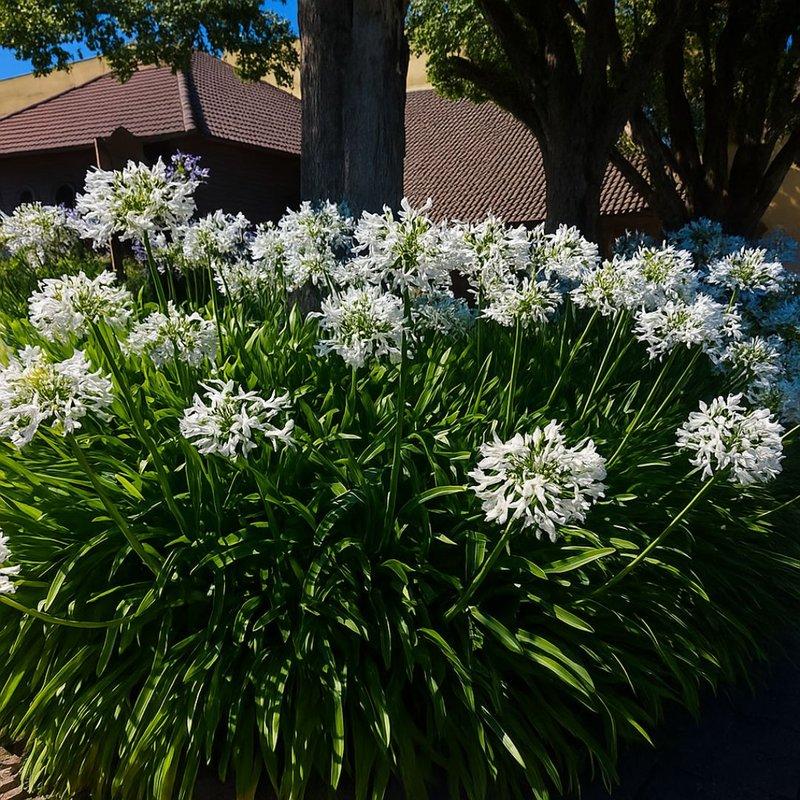 Agapanthus Orientalis (Cloudy Days)