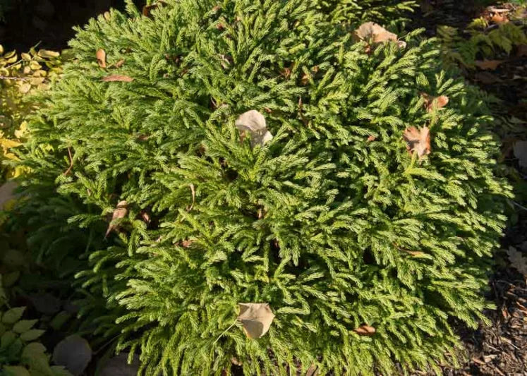 Cryptomeria japonica ‘Nana’ (Globosa Nana Japanese Cedar)