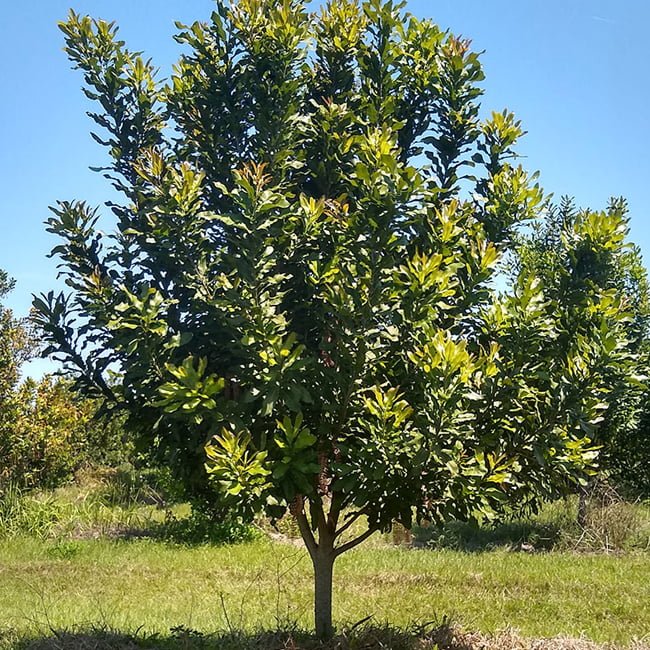 Macadamia integrifolia (Grafted Macadamia Varieties – 849)