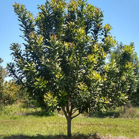 Macadamia integrifolia (Grafted Macadamia Varieties – 849)