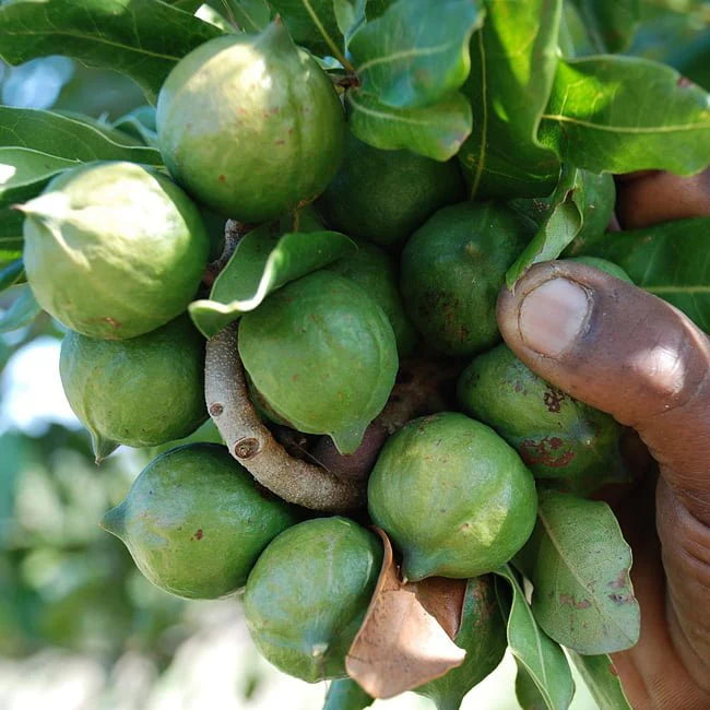 Macadamia integrifolia (Grafted Macadamia Varieties – 849)