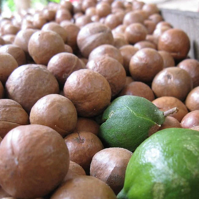 Macadamia integrifolia (Grafted Macadamia Varieties – 849)
