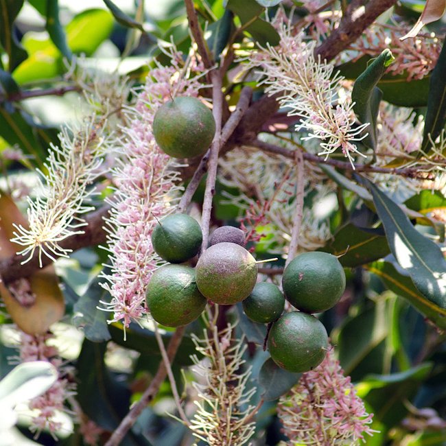Macadamia Integrifolia (Pinkalicious Macadamia)