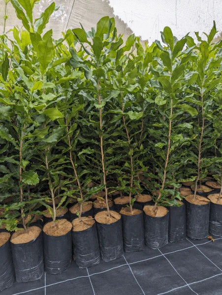 Macadamia integrifolia (Grafted Macadamia Varieties – 849)
