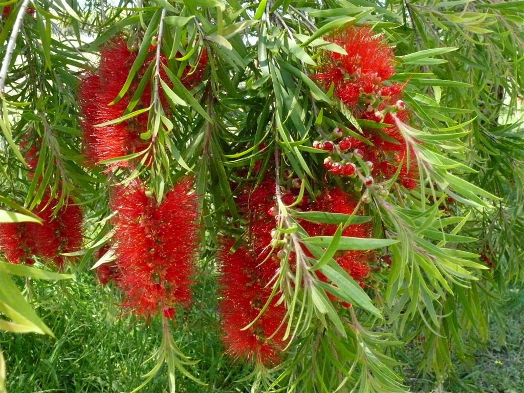 Callistemon Hybrid ‘Mary MacKillop’ (Mary MacKillop Bottlebrush)